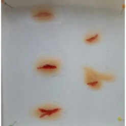 Prothèses Transfert - Coupures -Jeu De Rôle protheses transfert coupures 3